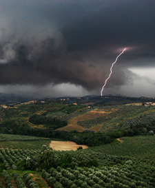“Vineyards and Vengeance” by Carolyn Gist