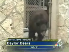 Baylor bears on KCEN mascots