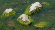 Baylor prof researches how algae can clean water -- and generate the power to do so