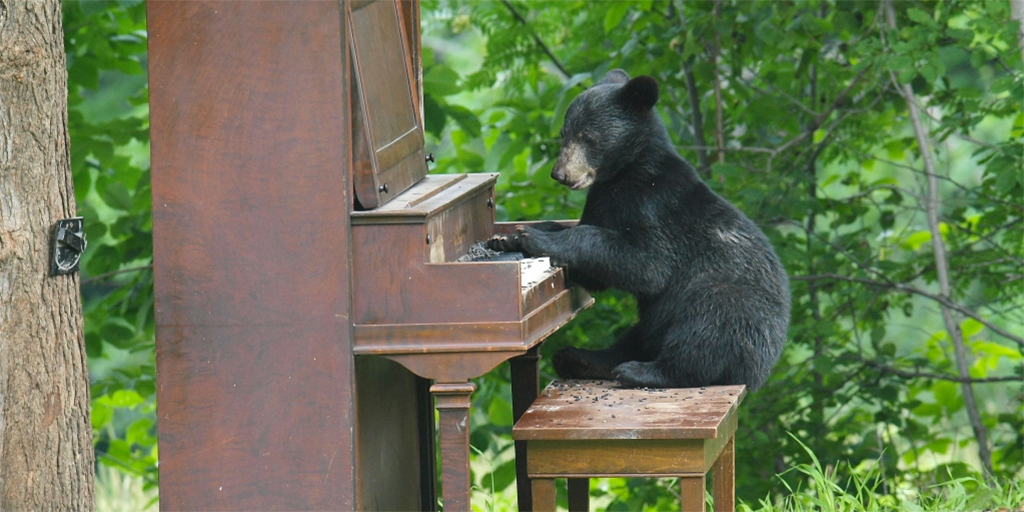 Bear playing piano