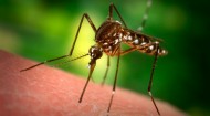 How big a deal is the Zika virus? Two Baylor professors explain.
