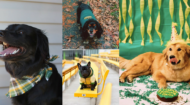9 dogs that are more #BaylorProud than you