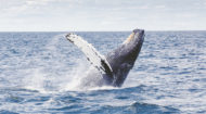 Breaking new ground and building understanding -- through whale earwax