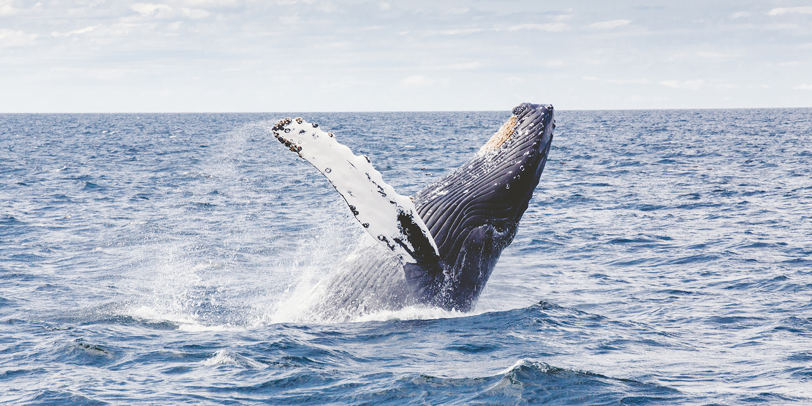 Humpback whale photo by Thomas Kelley on Unsplash