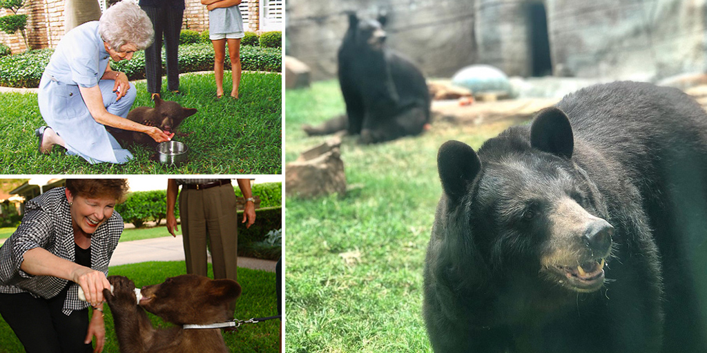 Joy and Lady -- as bear cubs, and today