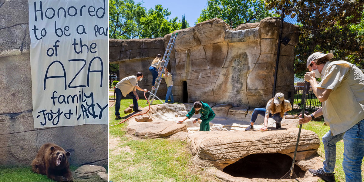 The Baylor Bear Habitat