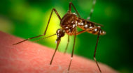 We all fight mosquitoes -- but these Baylor researchers have taken that fight to a new level
