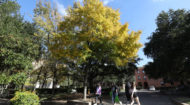 27 new trees to make Baylor's campus more beautiful than ever