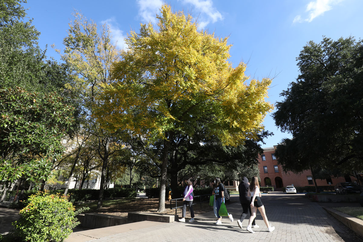 Trees on the Baylor campus