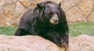 The Baylor Family mourns the passing of Joy, one of our beloved live bears