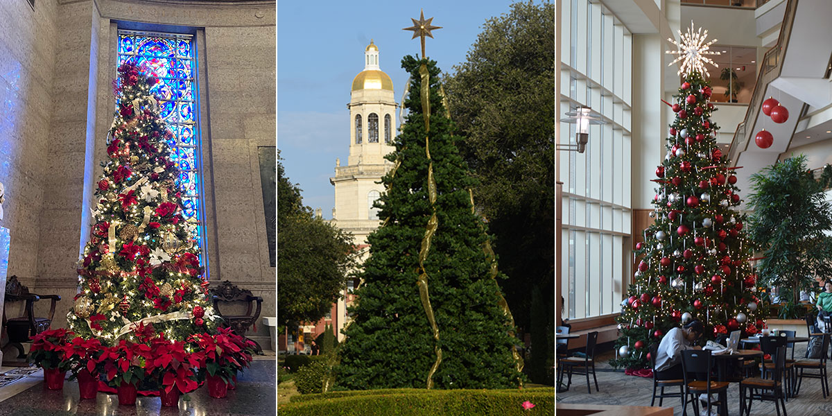Christmas trees at Armstrong Browning Library, Founders Mall, and the Baylor Sciences Building