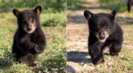 Meet Baylor's new Bears: Judge Indy & Judge Belle!