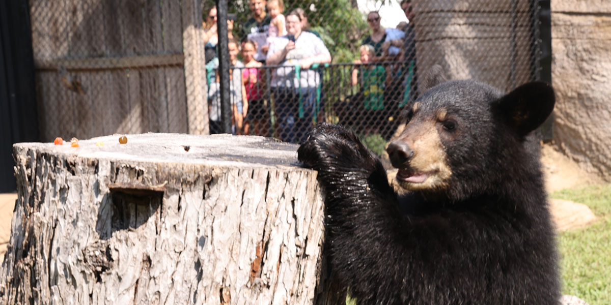 One of Baylor's live bears, with adoring fans looking on