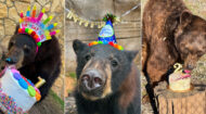 Happy first BEARthday, Indy & Belle!